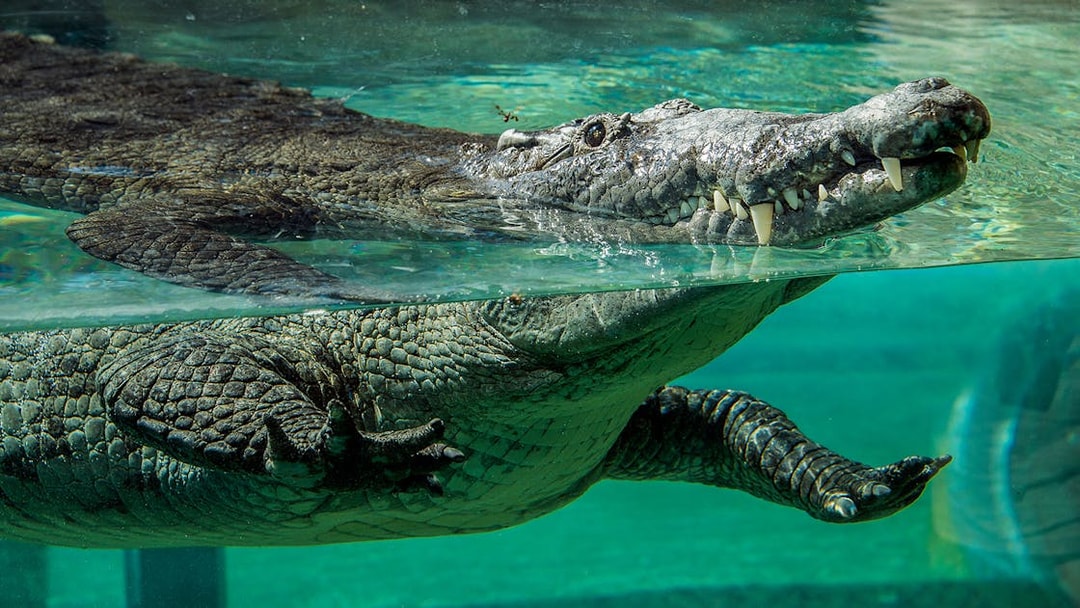 Crocodile swimming underwater at Zoo Miami.