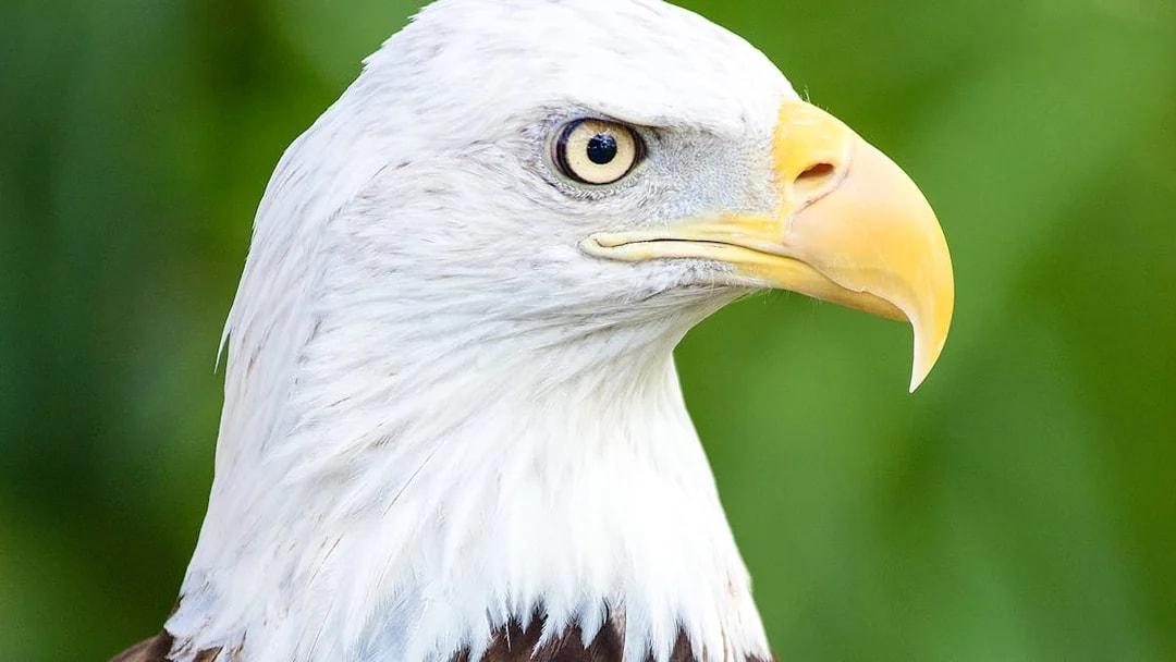 Bald eagle close-up at Zoo Miami.