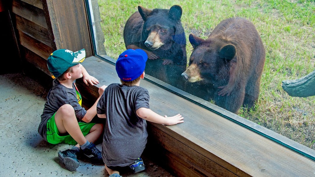 Children watching bears through glass at Zoo Miami.