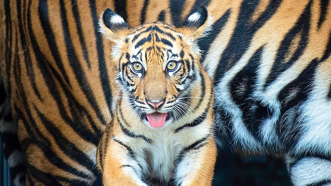Tiger cub at Zoo Miami.