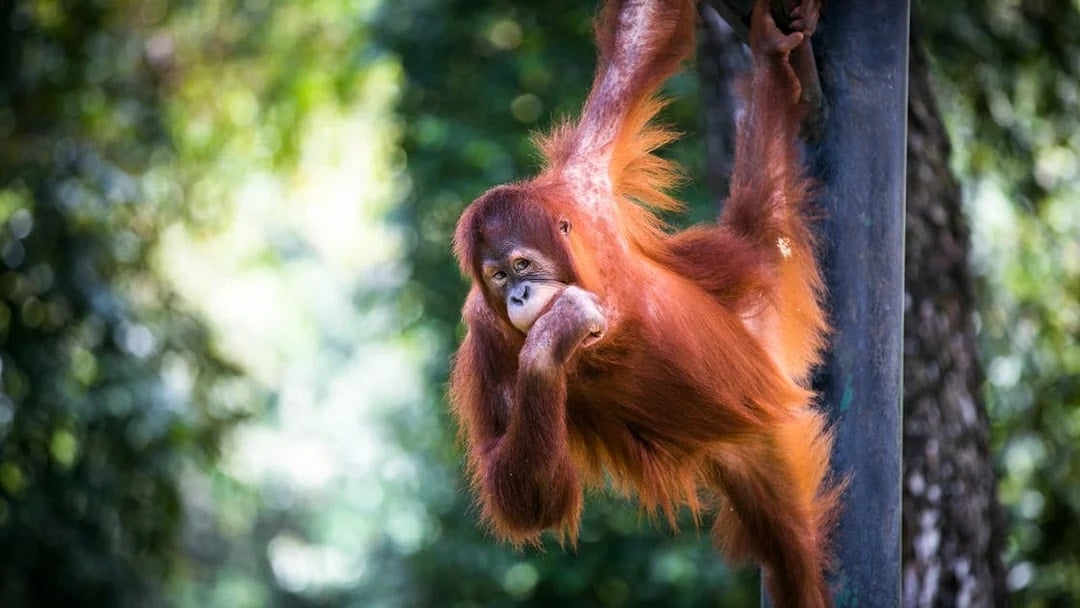 Orangutan hanging on a pole at Zoo Negara, Malaysia.