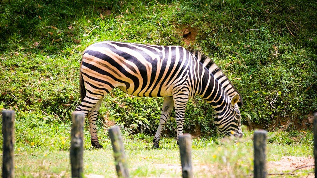 Zebra grazing at Zoo Negara, Malaysia.