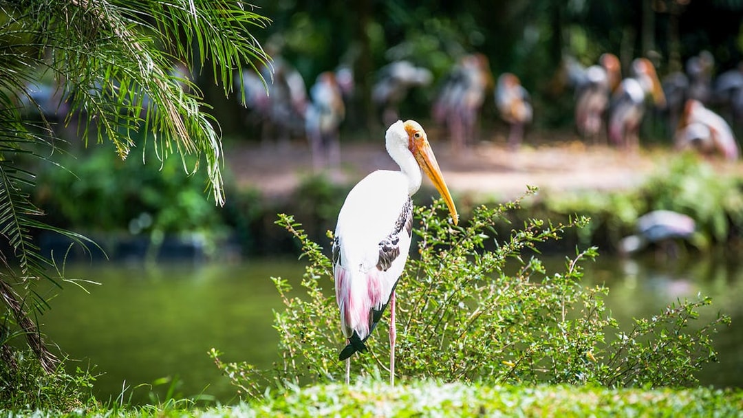 Stork by pond at Zoo Negara, Malaysia, near Panda Conservation Centre.