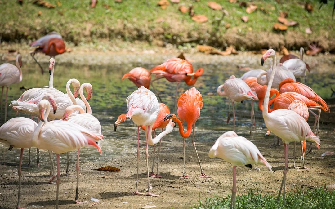 Zoo Negara & Panda Conservation Centre Tickets Image 8