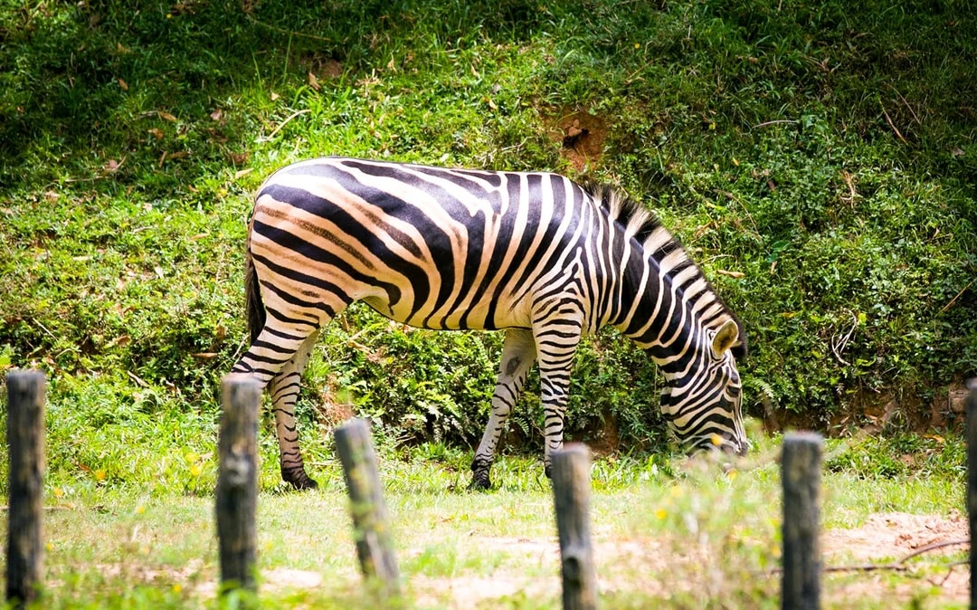 Zoo Negara & Panda Conservation Centre Tickets Image 9
