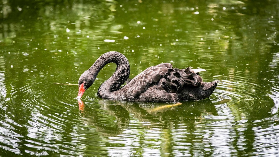 Black swan swimming in a pond at Zoo Negara, Malaysia.
