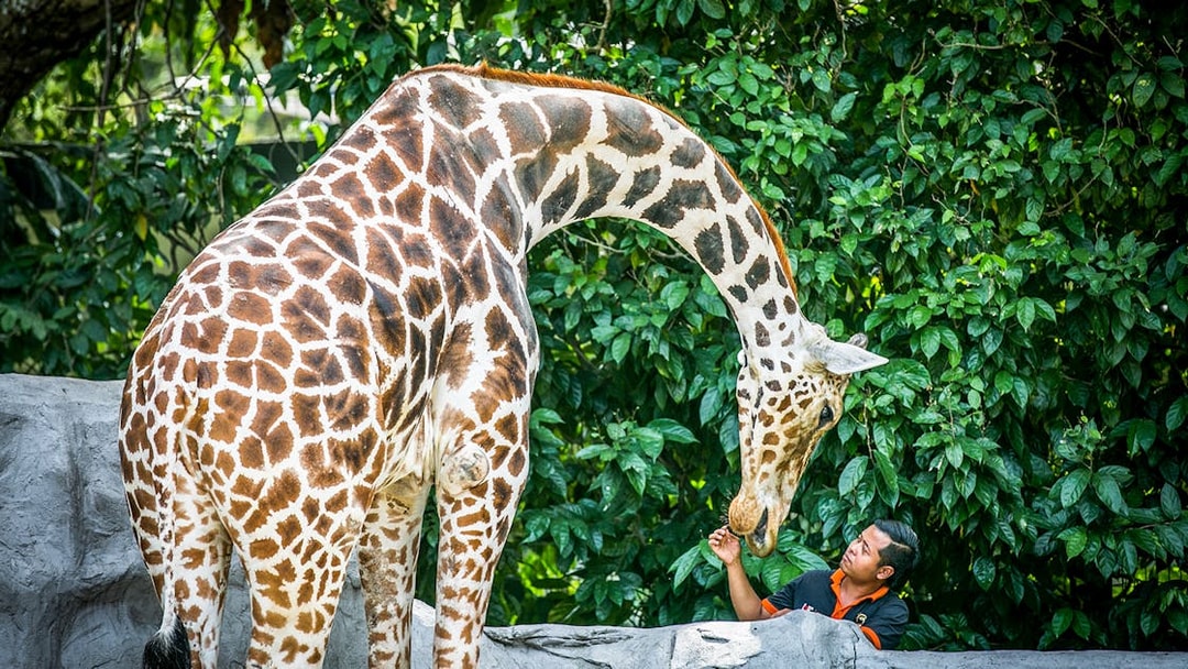 Giraffe interacting with a zookeeper at Zoo Negara, Malaysia.
