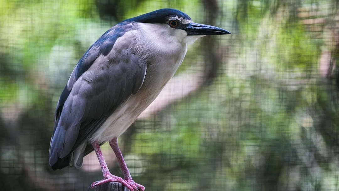 Bird perched on a branch at Zoo Negara, Malaysia.