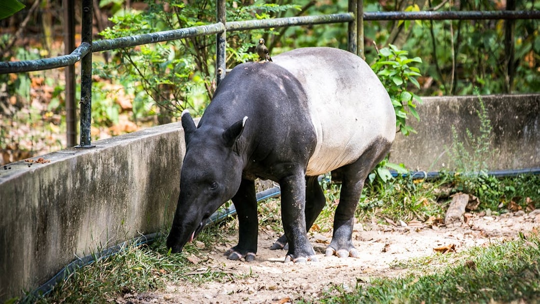 Tapir grazing at Zoo Negara's Panda Conservation Centre, Malaysia.