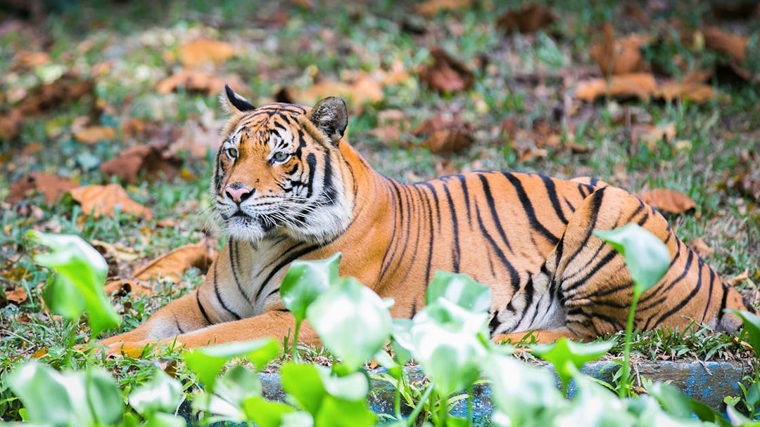 Tiger resting at Zoo Negara, Malaysia, part of the Sunway Lagoon Theme Park and Panda Conservation Centre combo.