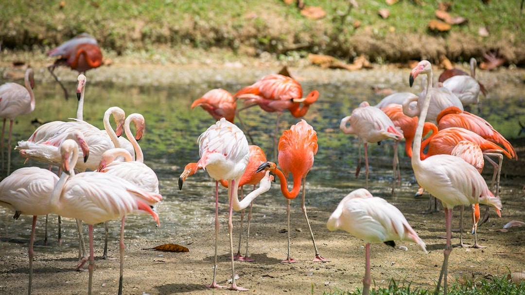Flamingos gathered by a pond at Zoo Negara, Malaysia.