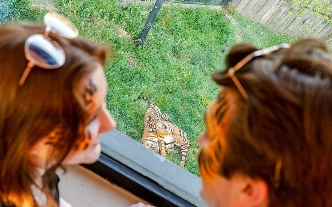 Zoo Nights at London Zoo Image 1