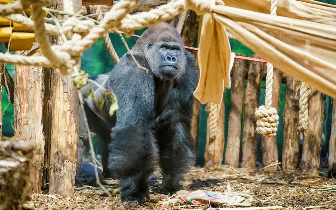 Zoo Nights at London Zoo Image 3