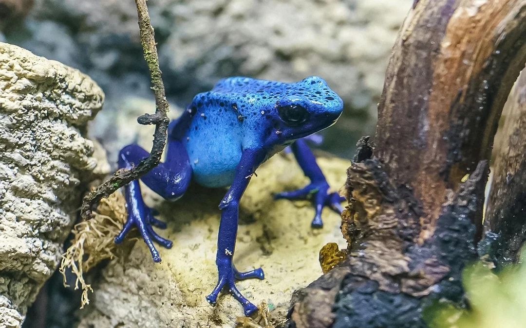 Zoo Nights at London Zoo Image 8