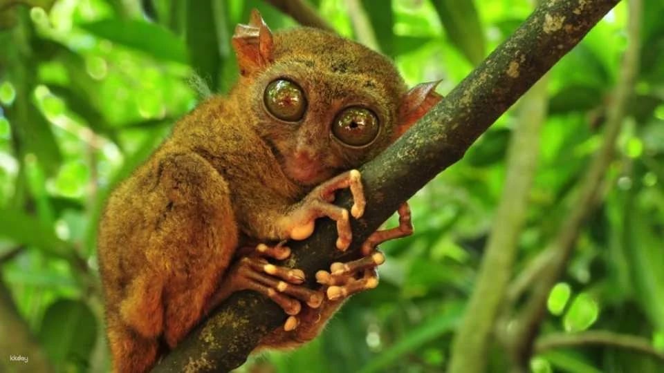 Zoocolate Thrills Admission Ticket in Bohol | Philippines