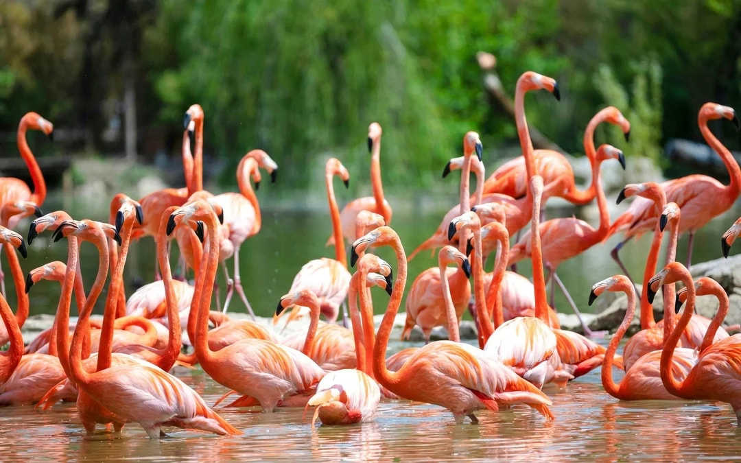 ZooParc de Beauval 1-Day Entry Ticket Image 7