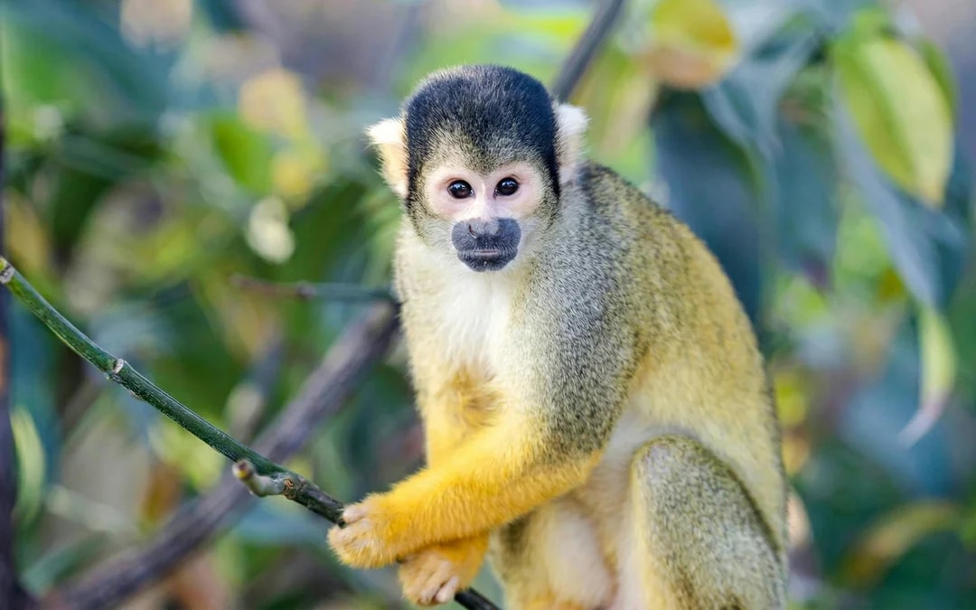 ZooParc de Beauval 1-Day Entry Ticket Image 9