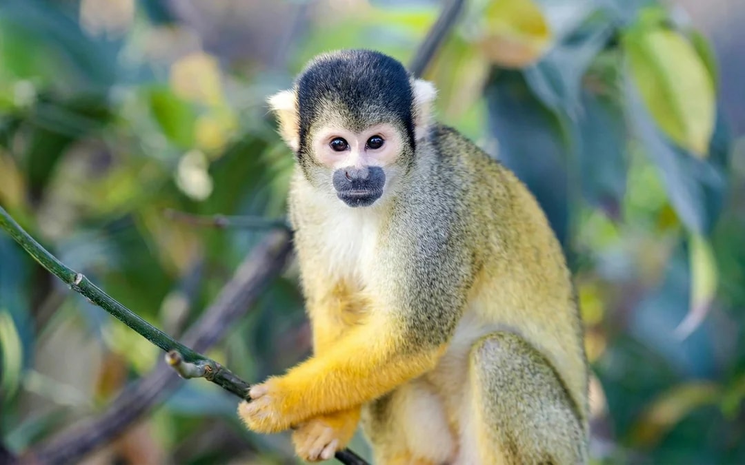 ZooParc de Beauval 2-Day Entry Ticket Image 11