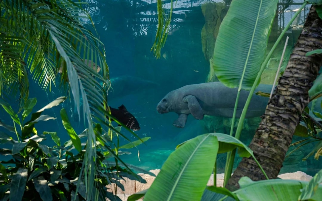 ZooParc de Beauval 2-Day Entry Ticket Image 7