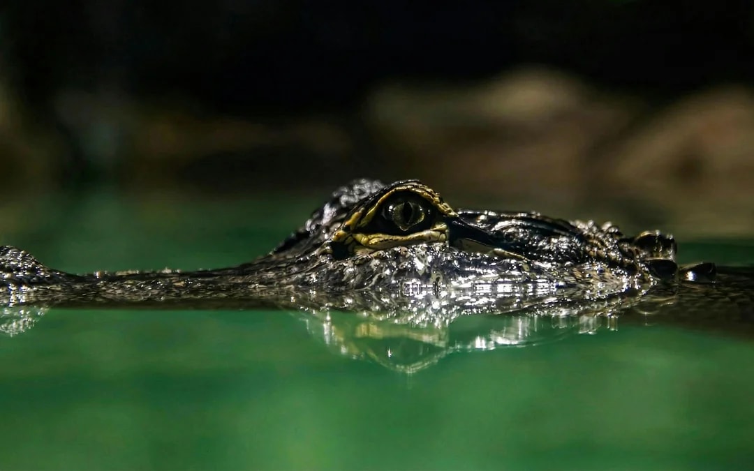 ZooParc de Beauval 2-Day Entry Ticket Image 8