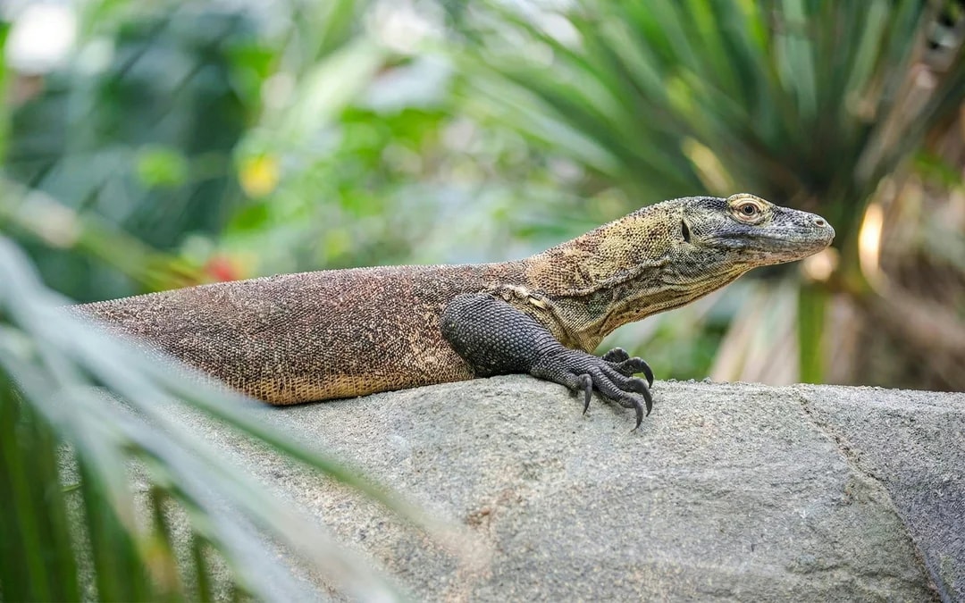 ZooParc de Beauval 2-Day Entry Ticket Image 10