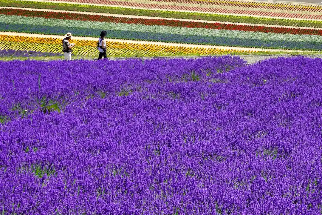 Things to do in Hokkaido