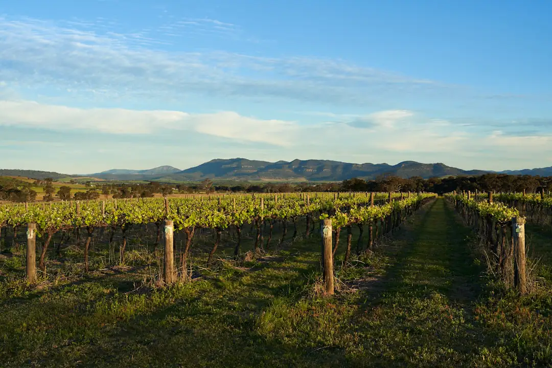 Things to do in Hunter Valley