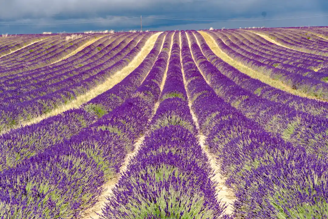 Things to do in Provence