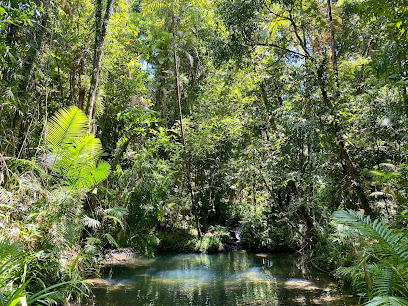 Daintree Rainforest