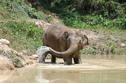 Hidden Forest Elephant Reserve - Sanctuary in Phuket